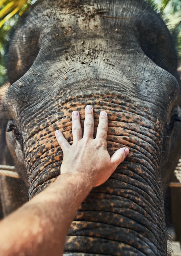 Elephant Nature Park